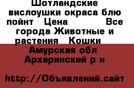 Шотландские вислоушки окраса блю пойнт › Цена ­ 4 000 - Все города Животные и растения » Кошки   . Амурская обл.,Архаринский р-н